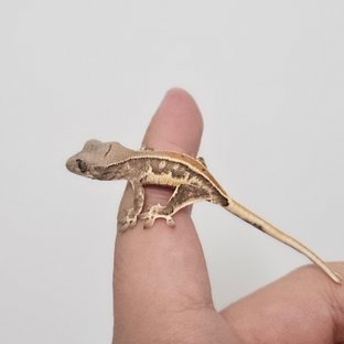 릴리화이트 솔리드백