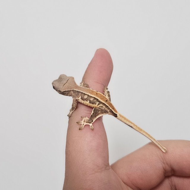 릴리화이트 솔리드백