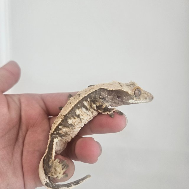 노멀 화이트스팟