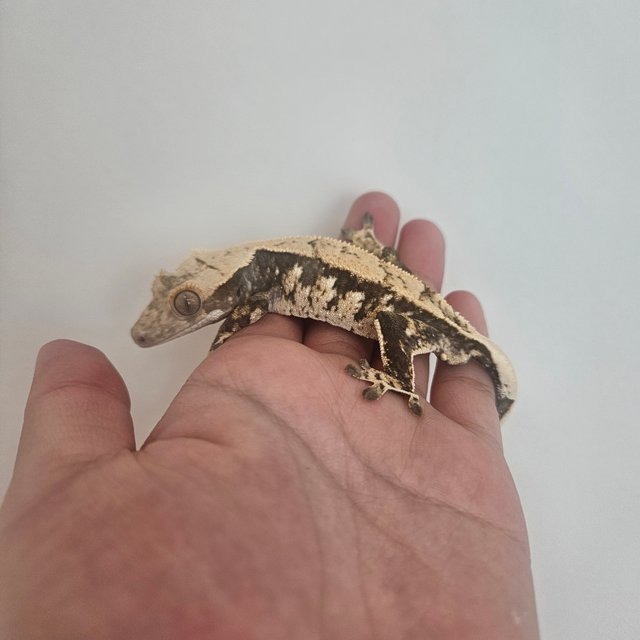 노멀 화이트스팟