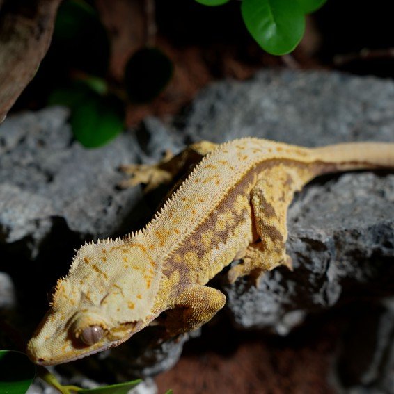 노멀 솔리드백 핀스트라이프 쿼드