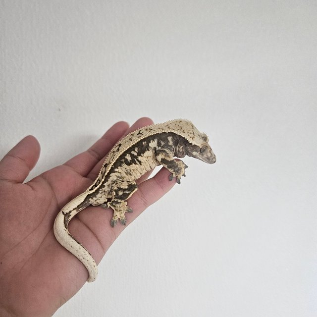 노멀 핀스트라이프 화이트스팟 익스트림할리퀸