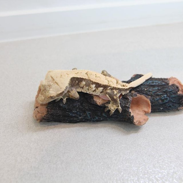 노멀 화이트스팟