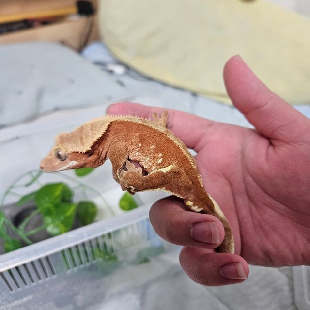 레드 바이