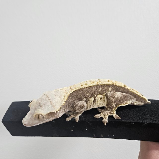 노멀 쿼드 핀스트라이프