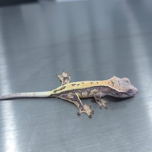 에밀리x세이블