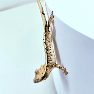 SPT
