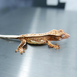 Tri