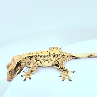 SPT