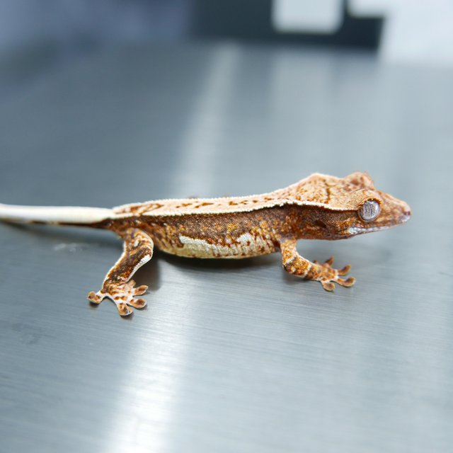 Tri