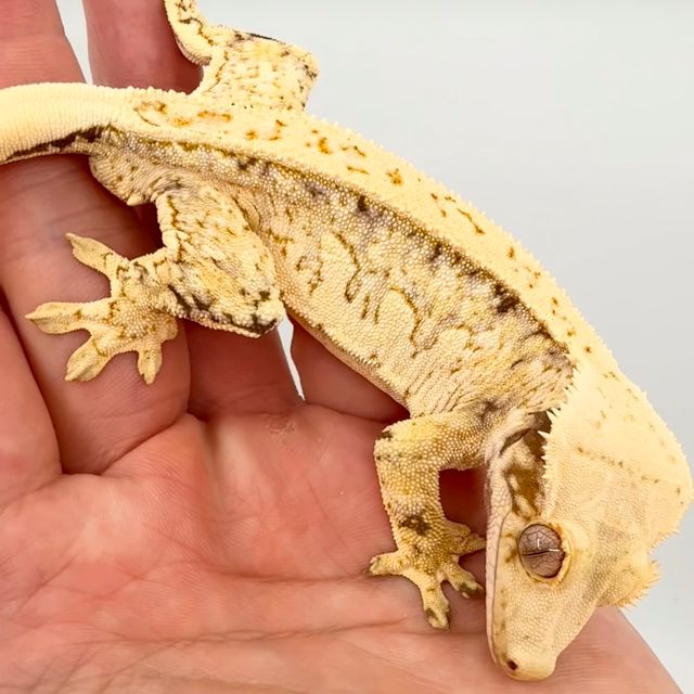 SPT