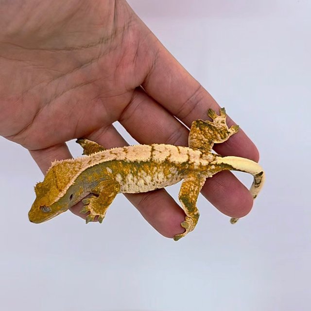 트라이 드리피 화이트스팟 텐저린 레이지