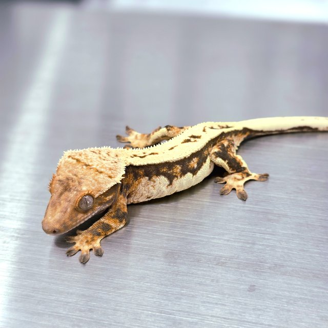 트라이 쿼드 텐저린 젠젝스 에밀리 레이지