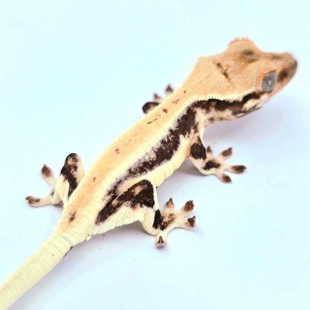 Lilly White Full Pinstripe