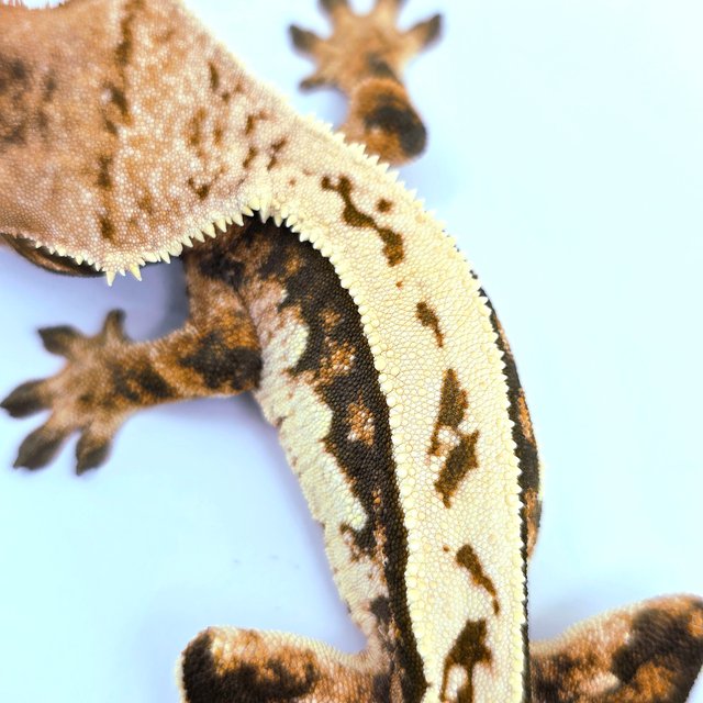 트라이 쿼드 텐저린 젠젝스 에밀리 레이지