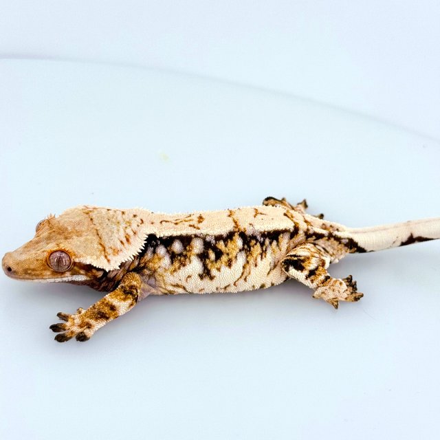 트라이 화이트핀 화이트포트홀