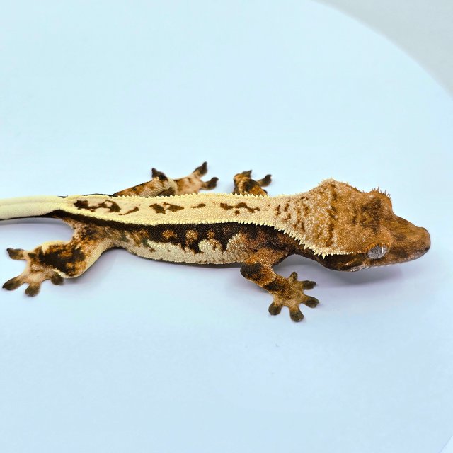 트라이 쿼드 텐저린 젠젝스 에밀리 레이지