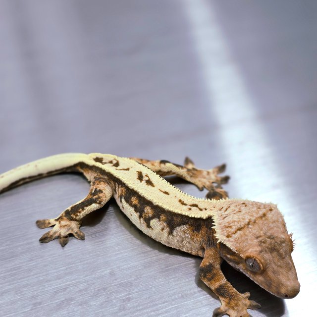 트라이 쿼드 텐저린 젠젝스 에밀리 레이지