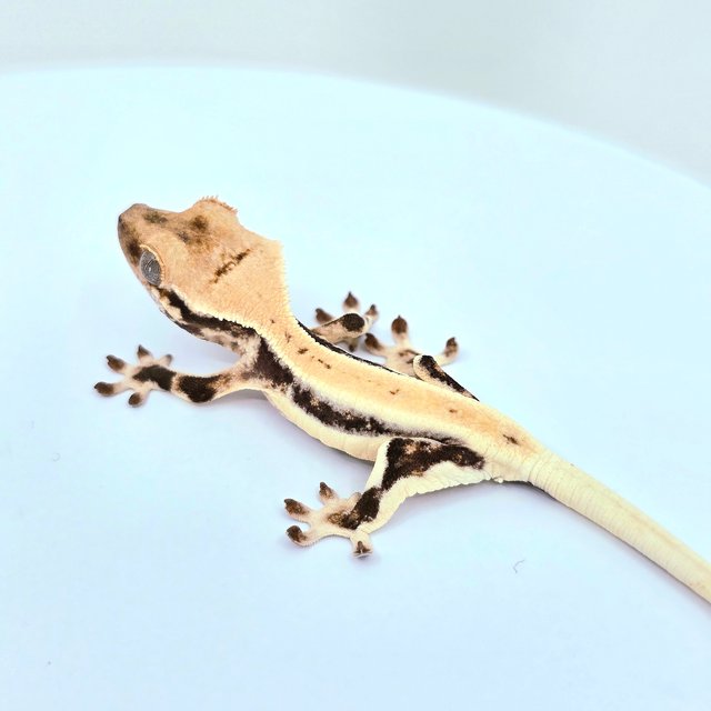 Lilly White Full Pinstripe