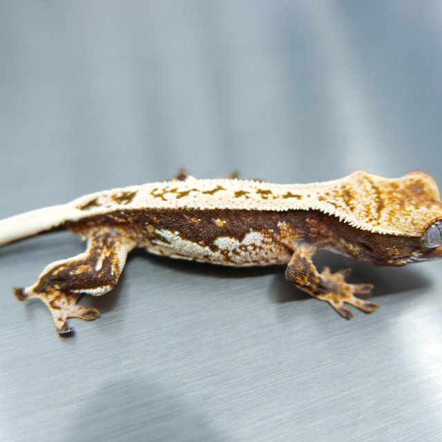 Tri