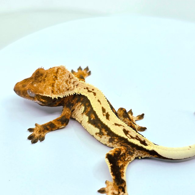 트라이 쿼드 텐저린 젠젝스 에밀리 레이지