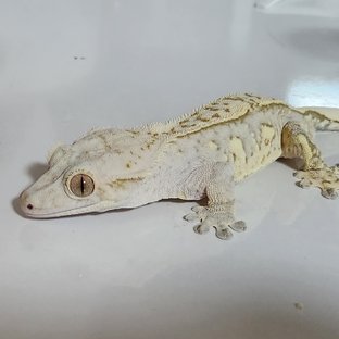 옐로우 크림 크림시클