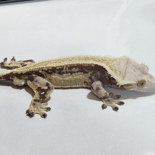 풀핀 드리피 엠티백 슈퍼스트라이프 쿼드