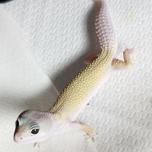 스노우 머피 패턴리스