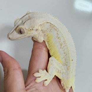 릴리화이트 풀핀 솔리드백 드리피 화이트스팟 화이트