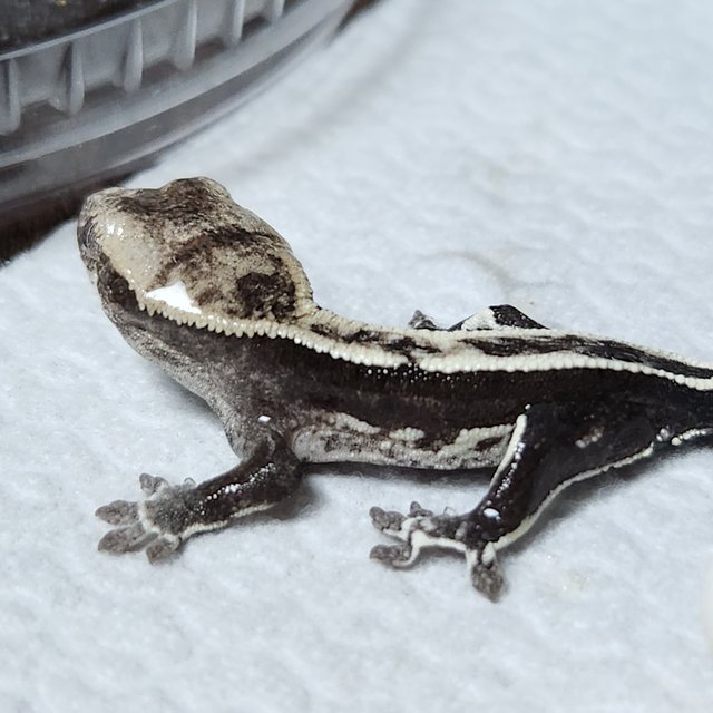 아잔틱 핀스트라이프