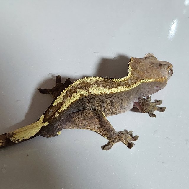 카푸치노 하이포 핀스트라이프