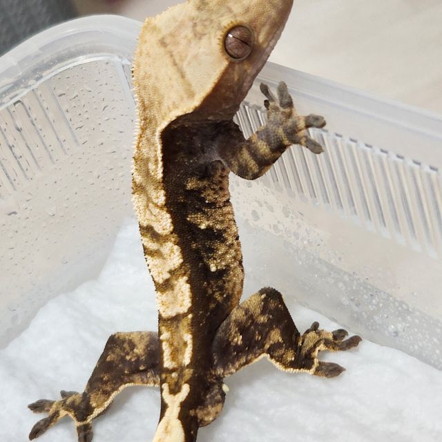 할리퀸 다크