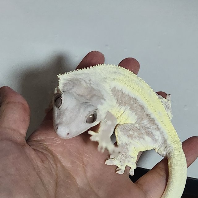 릴리 세이블 솔리드백 풀핀