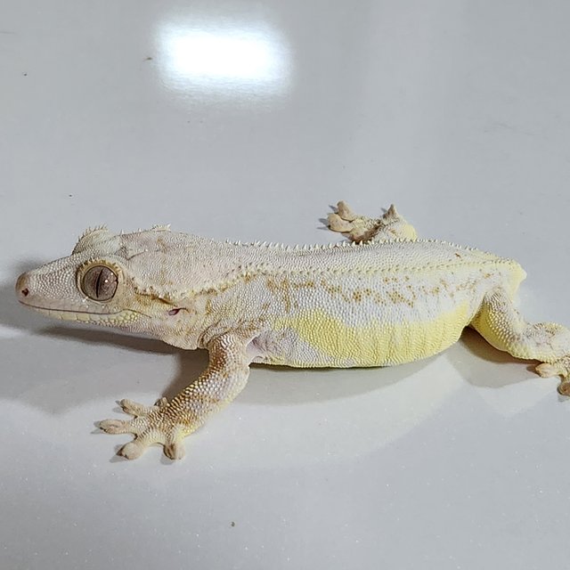 릴리화이트 풀핀 솔리드백 드리피 화이트스팟 화이트