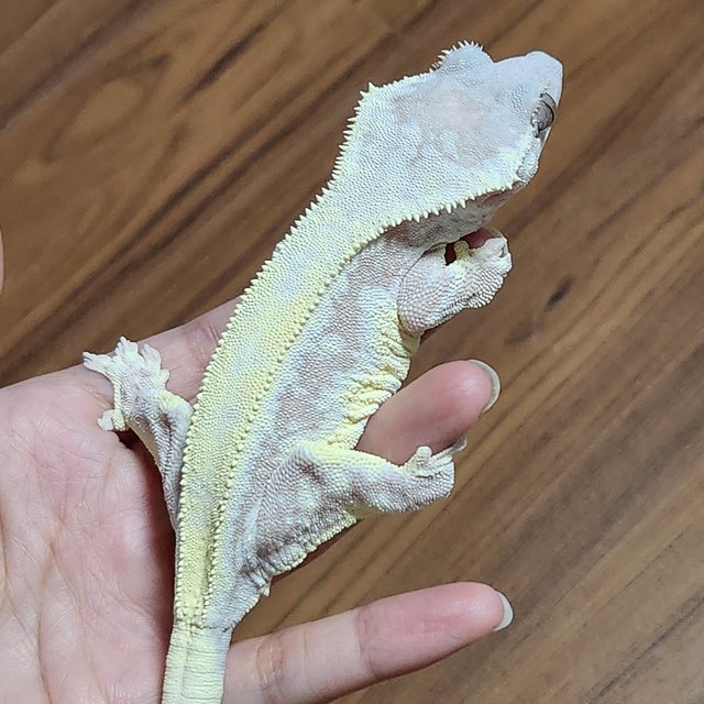 릴리 세이블 솔리드백 풀핀