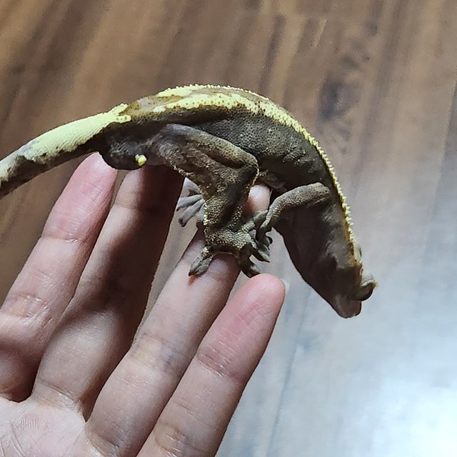 카푸치노 하이포 핀스트라이프