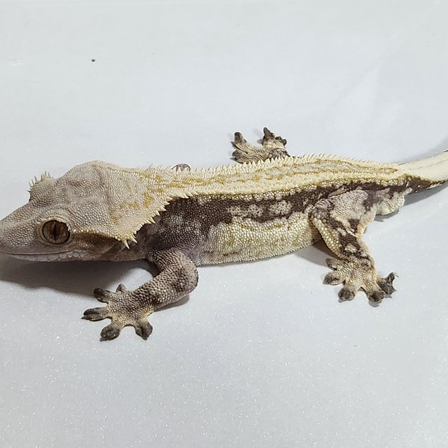 풀핀 드리피 엠티백 슈퍼스트라이프 쿼드