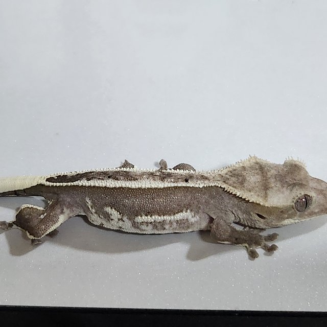 아잔틱 핀스트라이프