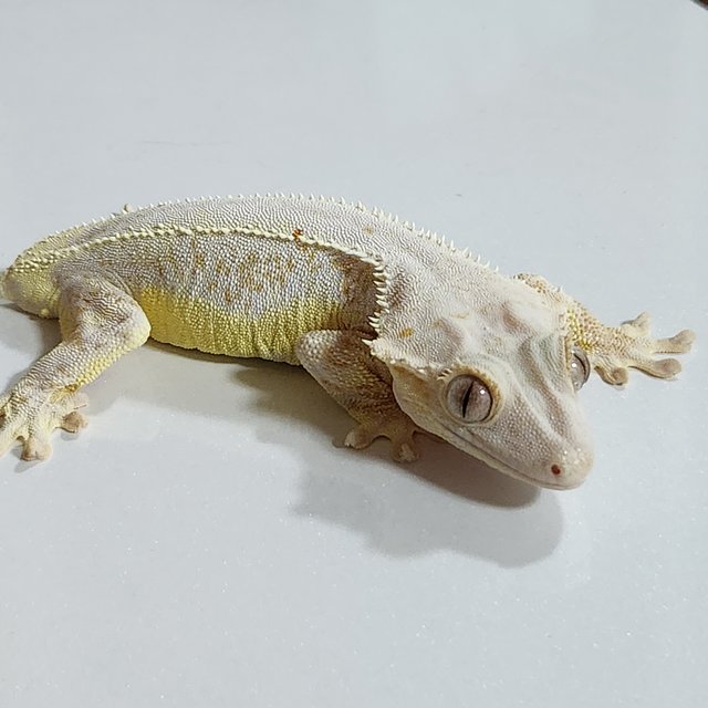 릴리화이트 풀핀 솔리드백 드리피 화이트스팟 화이트