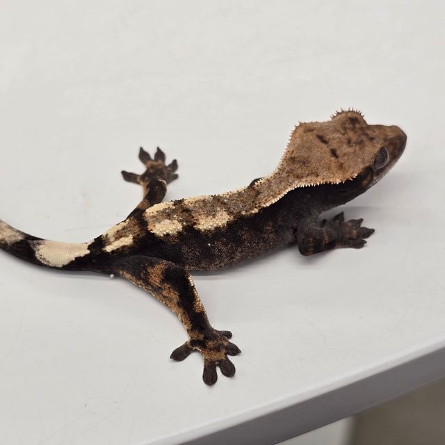 세이블