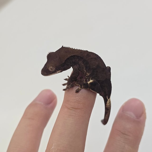 챠콜 팬텀 프라푸치노