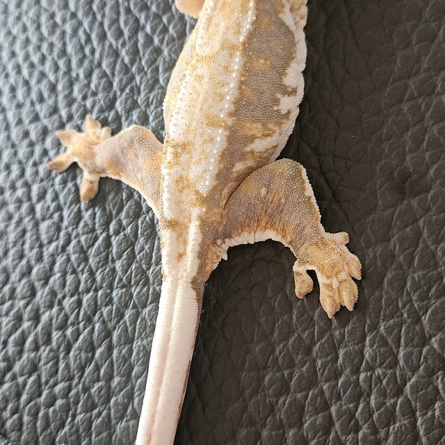 릴리100%헷아잔틱