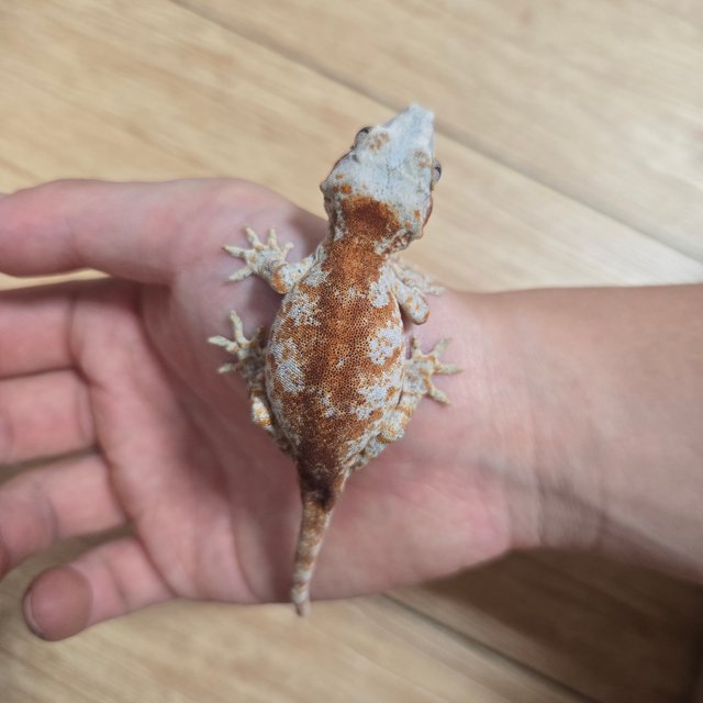 블로치드 스켈레톤