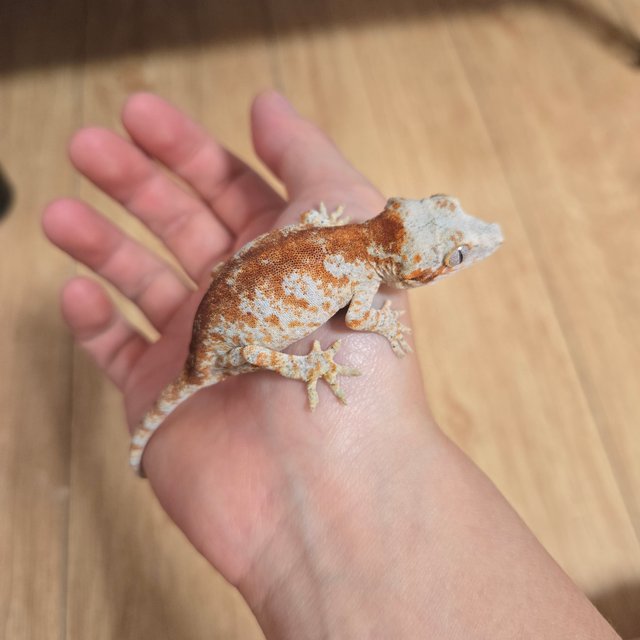 블로치드 스켈레톤