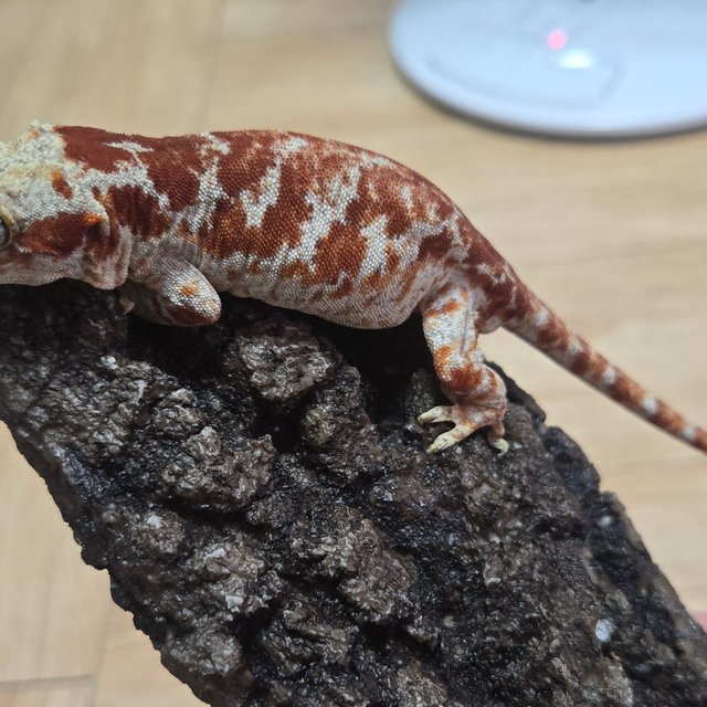 블로치드 스켈레톤