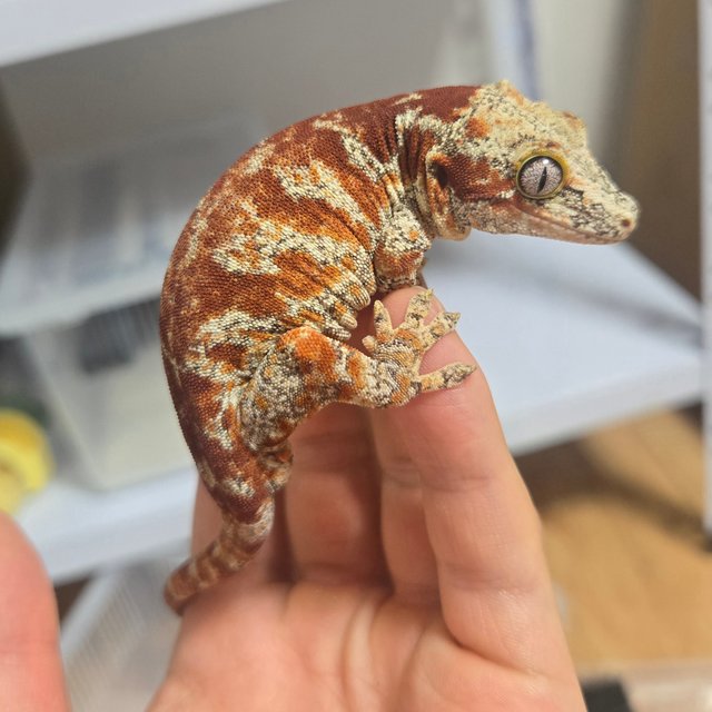 블로치드 스켈레톤