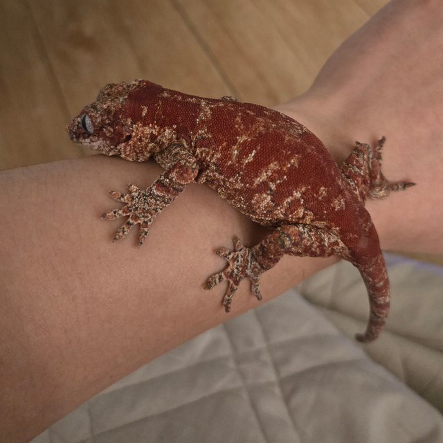 블로치드 스켈레톤