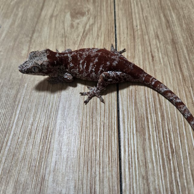 블로치드 스켈레톤