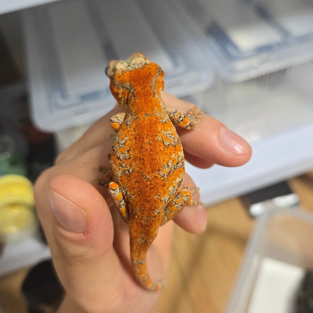 블로치드 스켈레톤