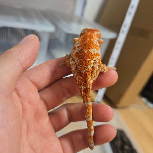 블로치드 스켈레톤